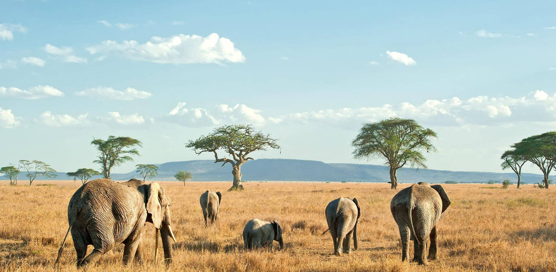 A herd of elephants crossing the Kenyan savannah
